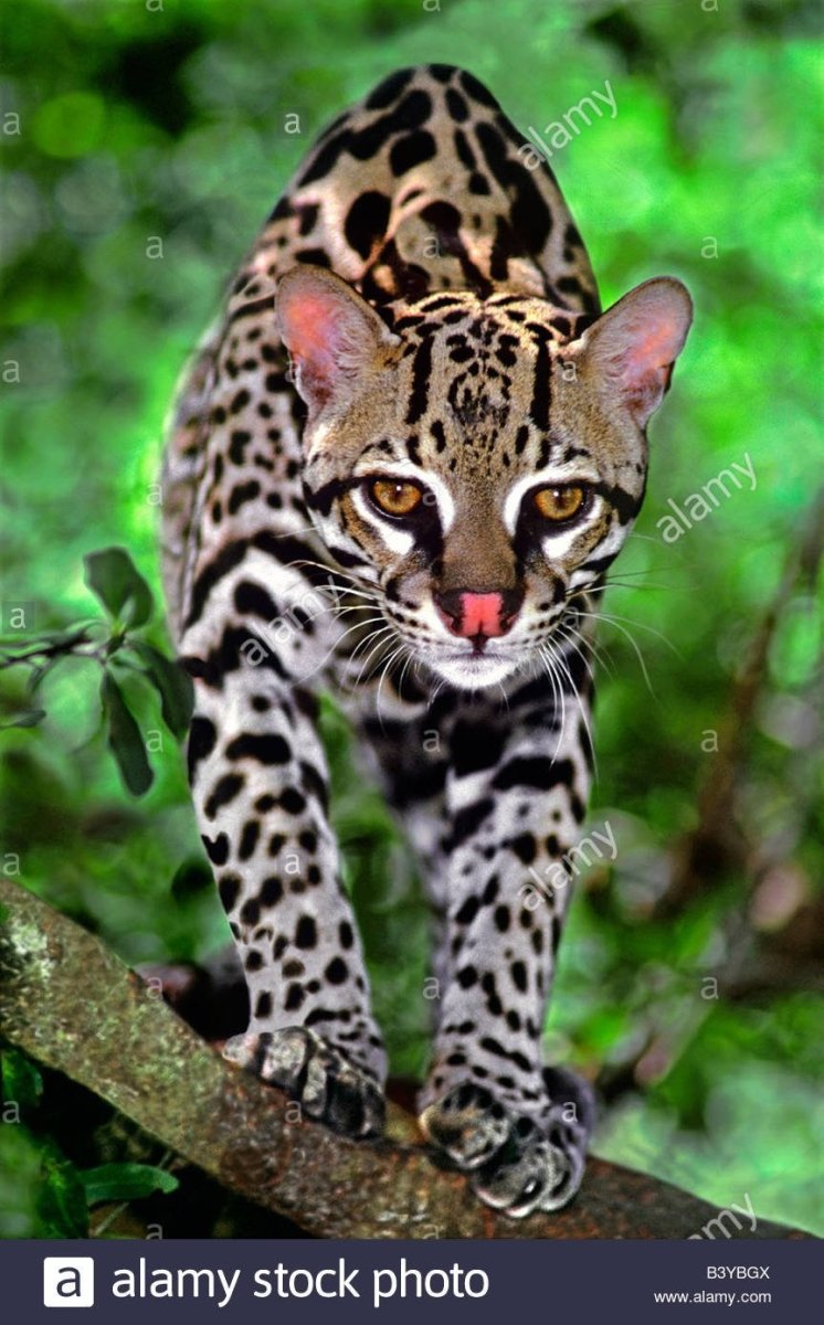 Бенгальская леопардовая кошка