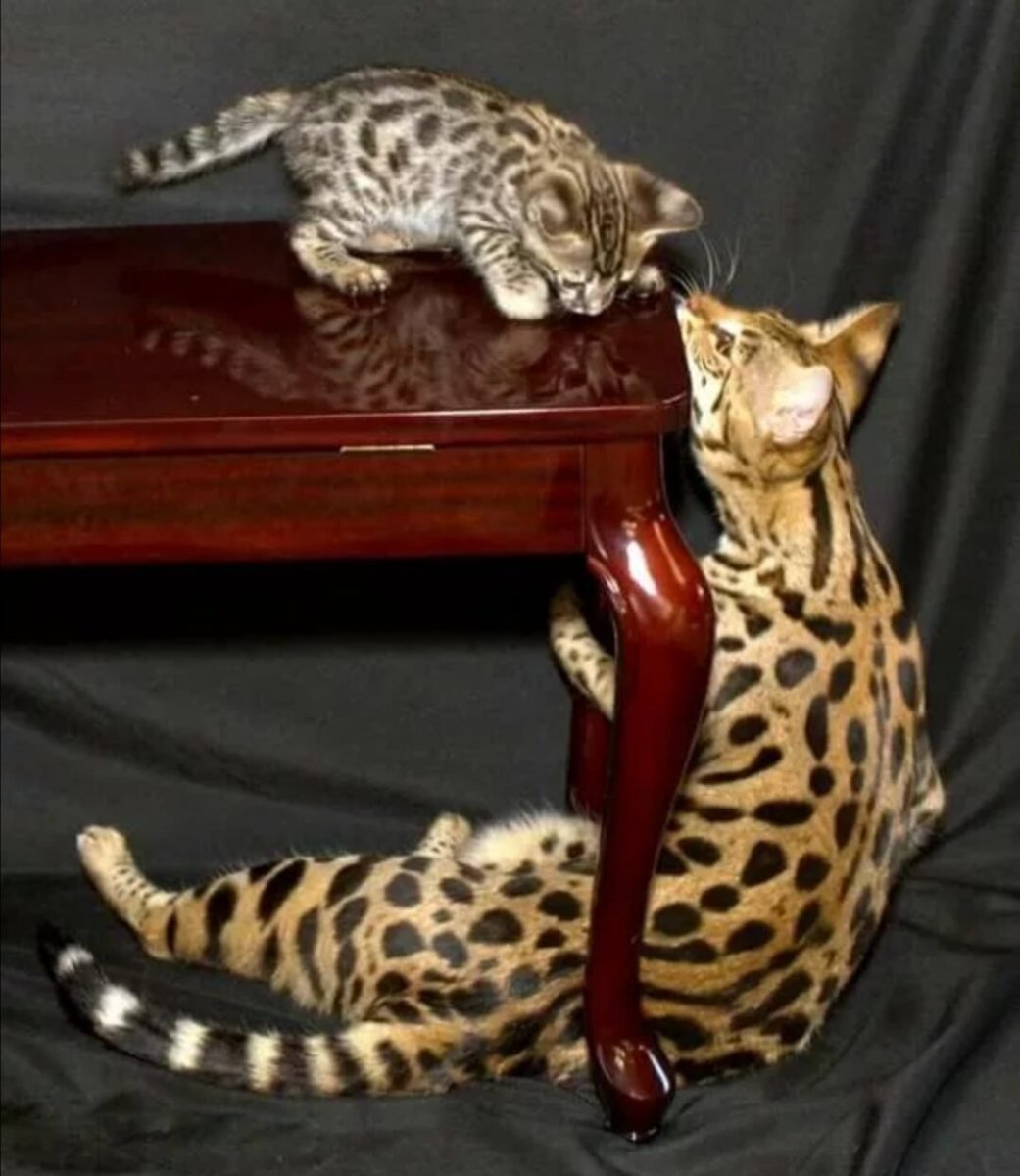 Бенгальские кошки шерсть линька