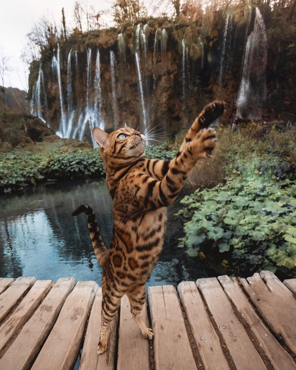 Бенгальская кошка Дикая