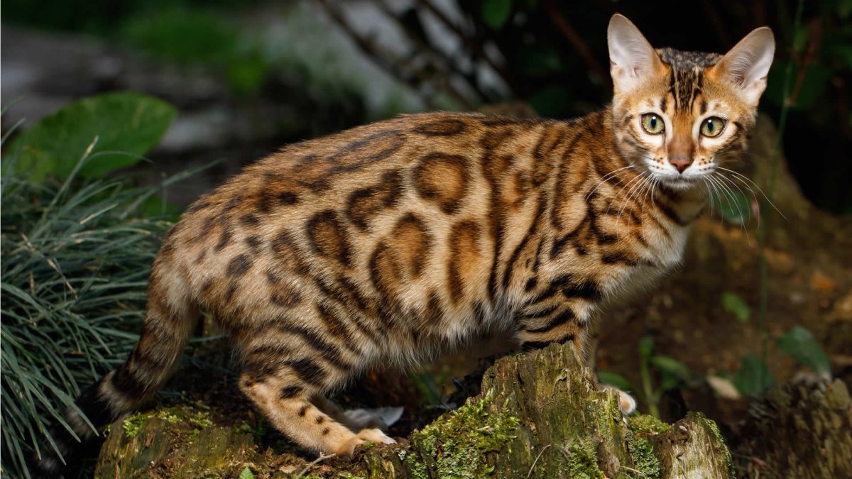 Бенгальская короткошерстная кошка рыжая