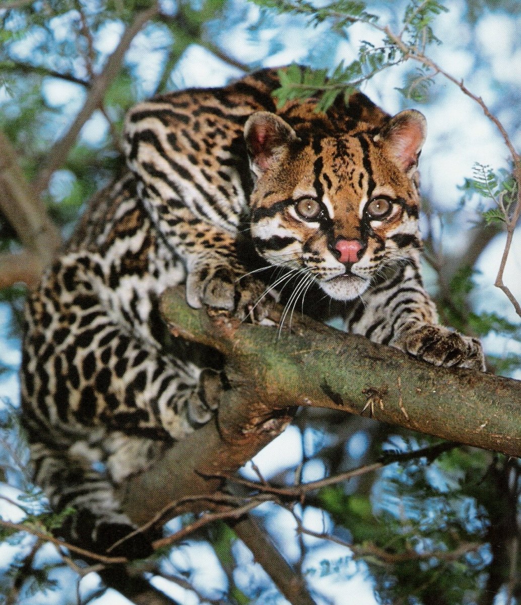 Оцелот кошка