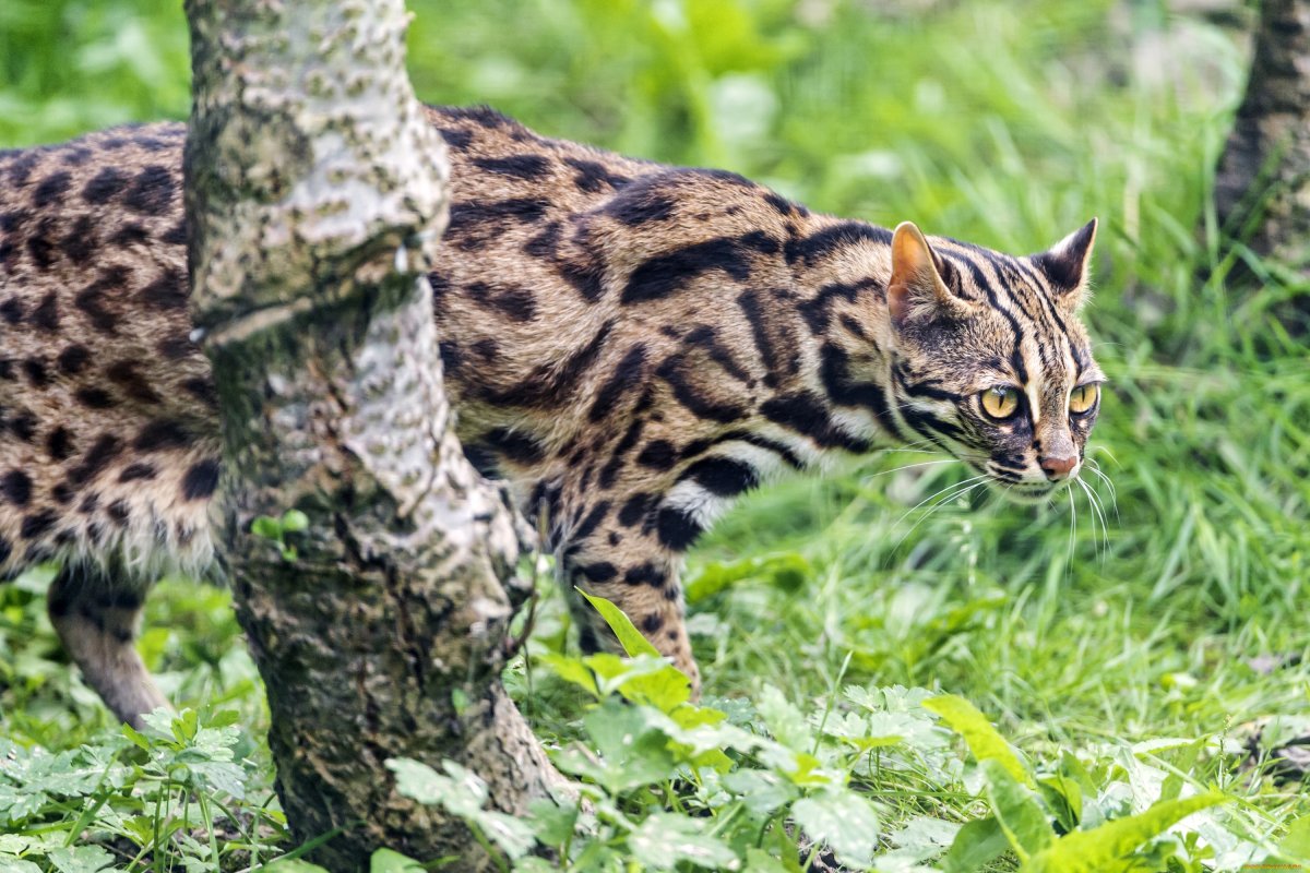 Бенгальская Браун табби