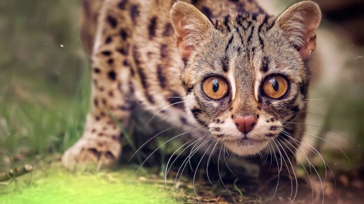 Дикая леопардовая кошка
