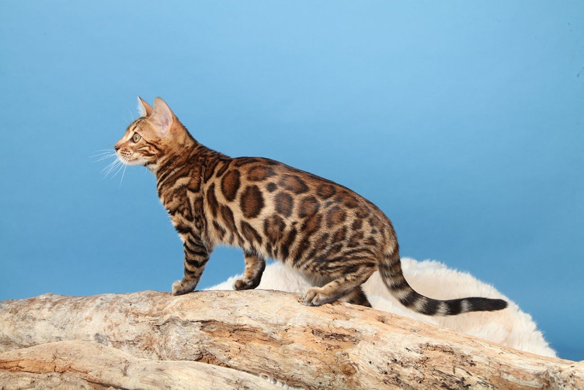 Леопард онцилла