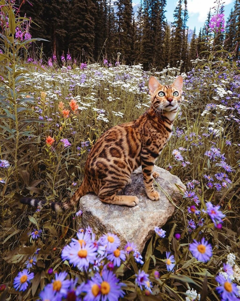 Бенгальский кот на природе