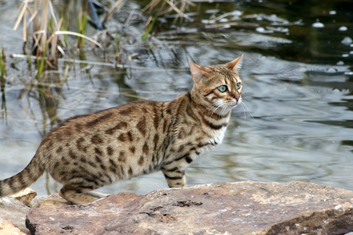 Яйца бенгальского кота