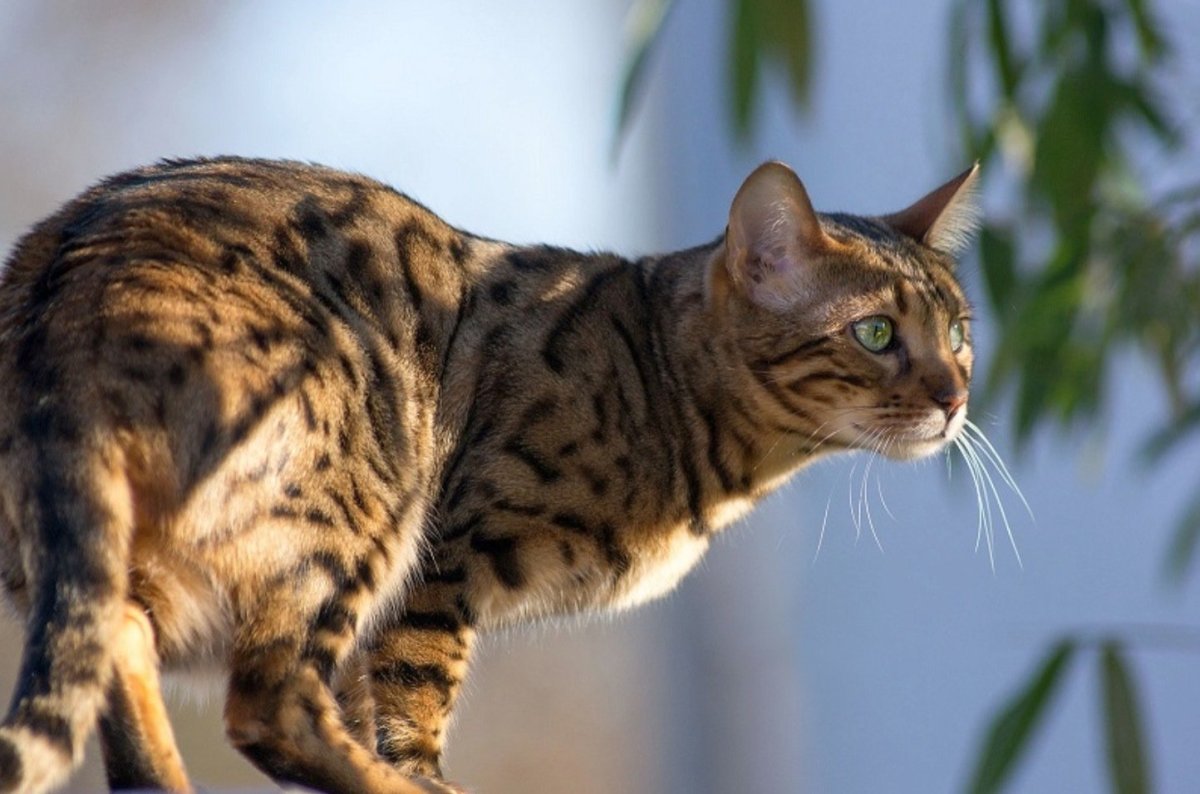 Кошки породы Уссури