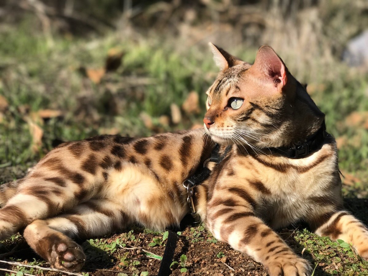 Бенгальская кошка