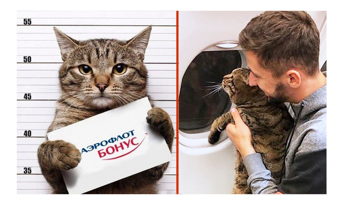 Толстый кот Виктор Аэрофлот