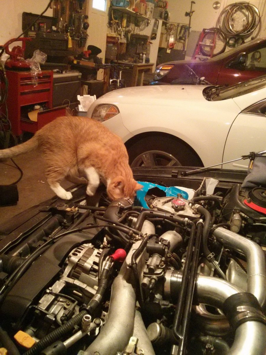 Кот в автосервисе