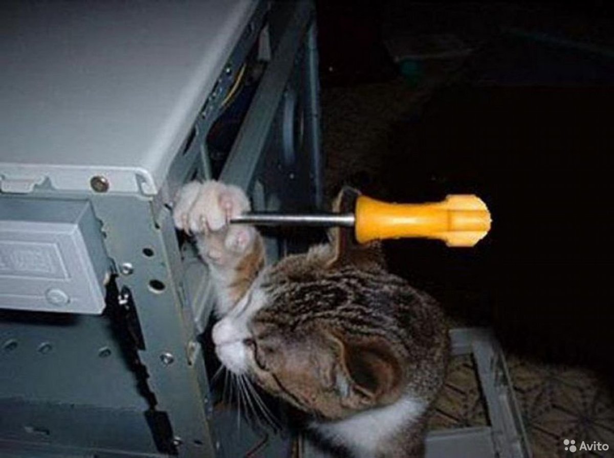 Кот ремонтирует