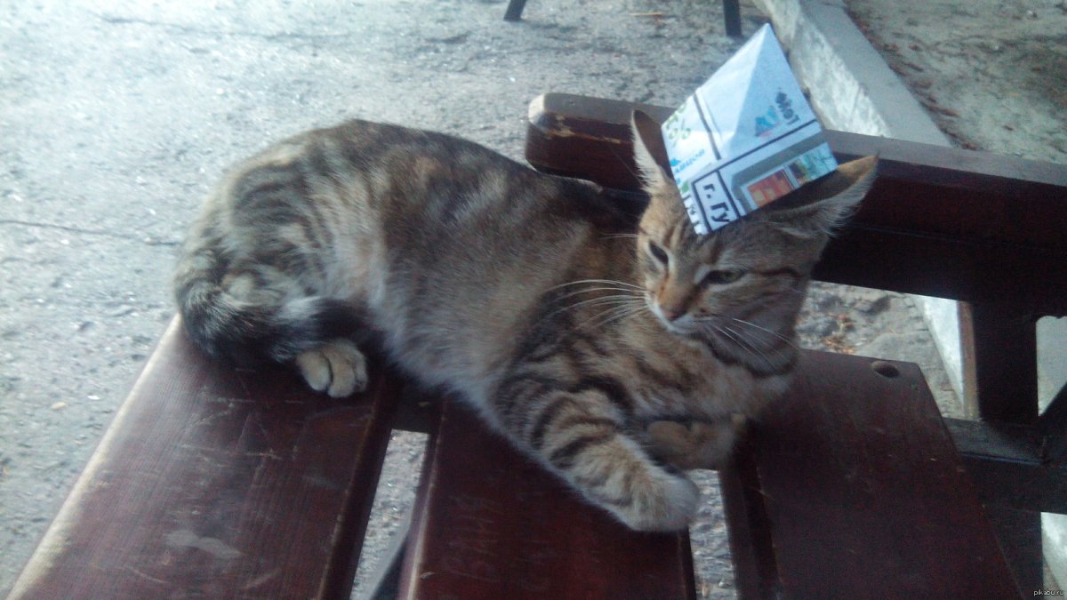 Кот маляр красит