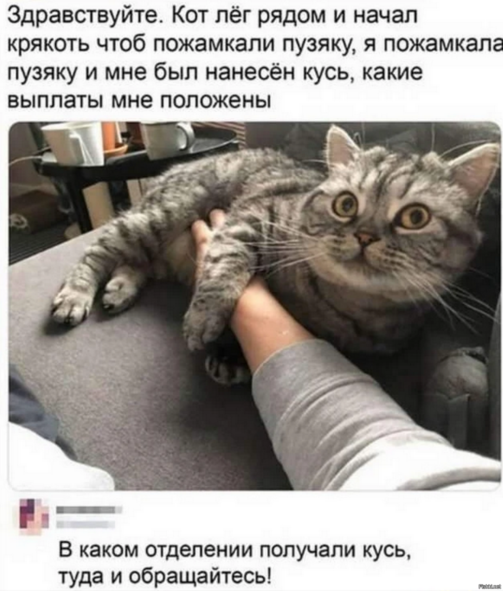 Кот лег на кота