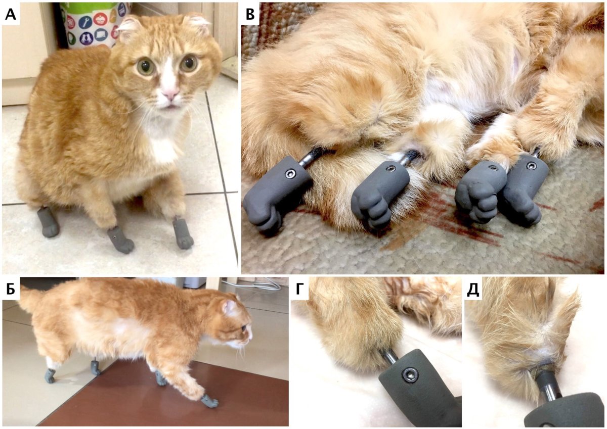 Кот с протезами
