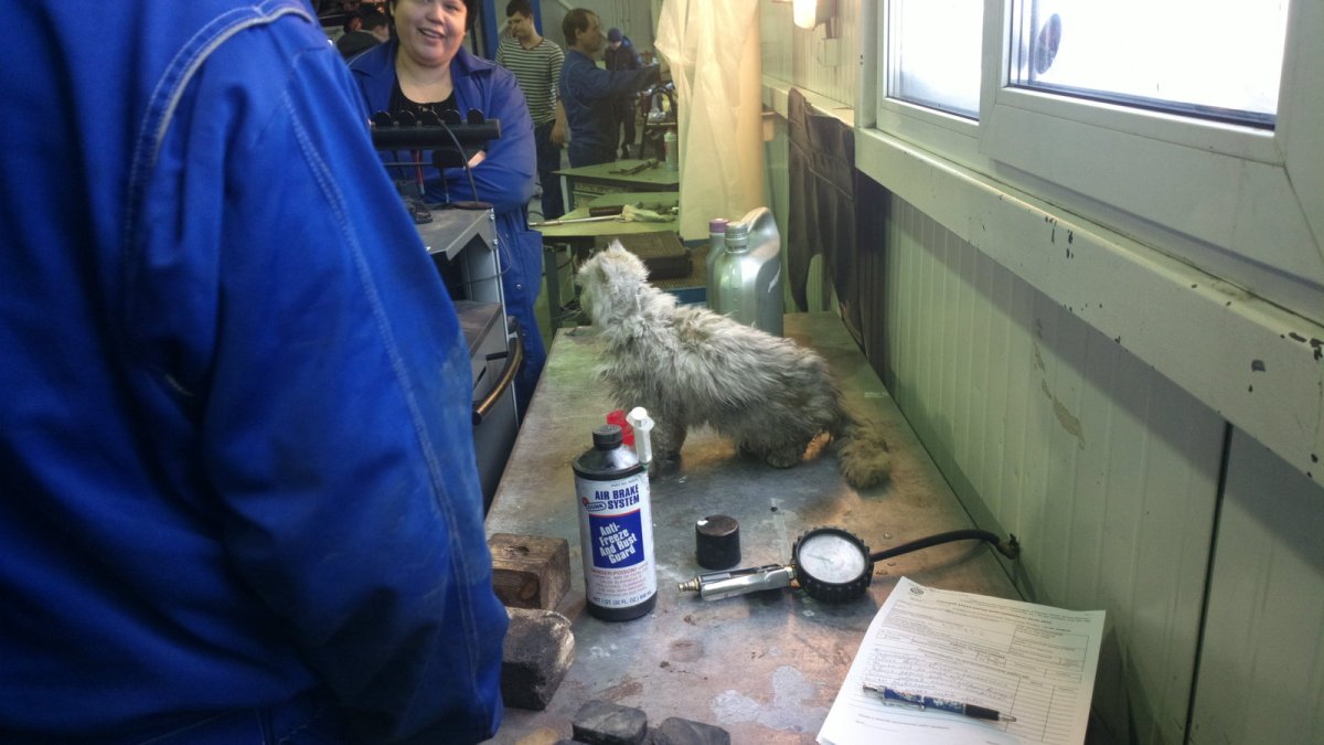 Котик в автосервисе