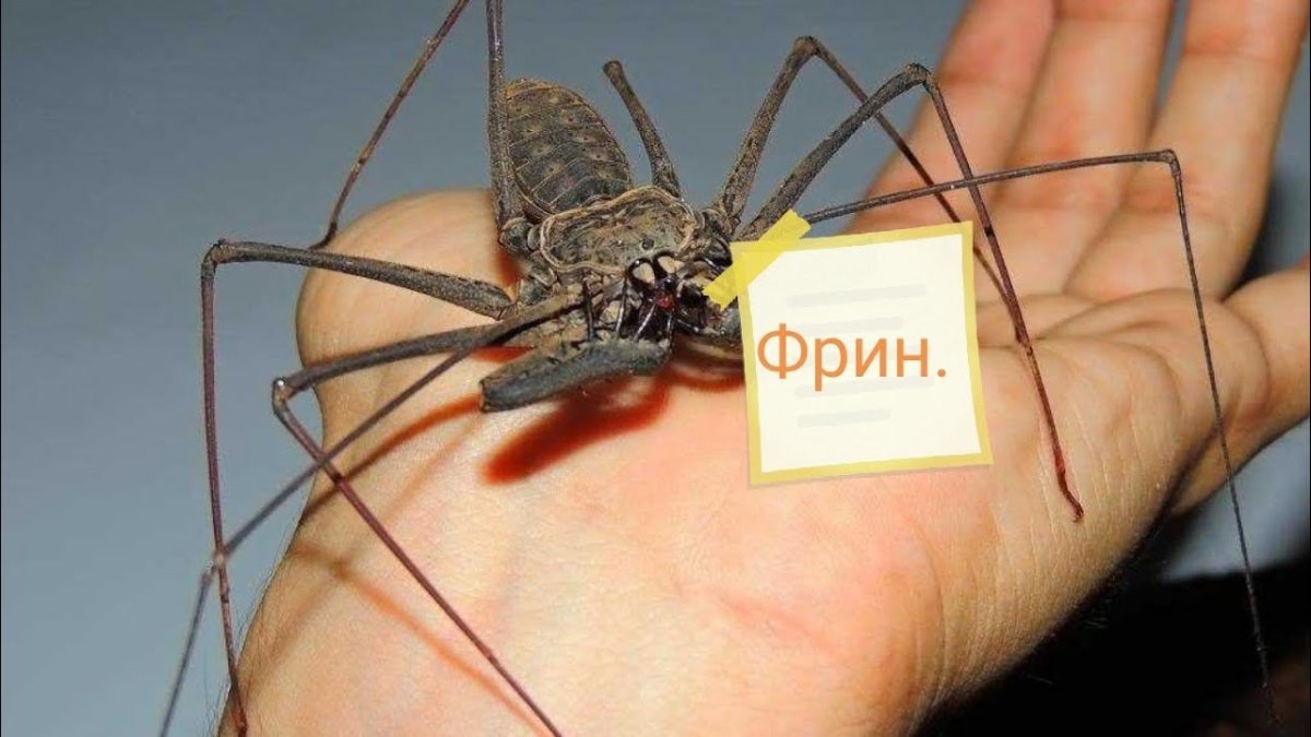 Фрины паукообразные