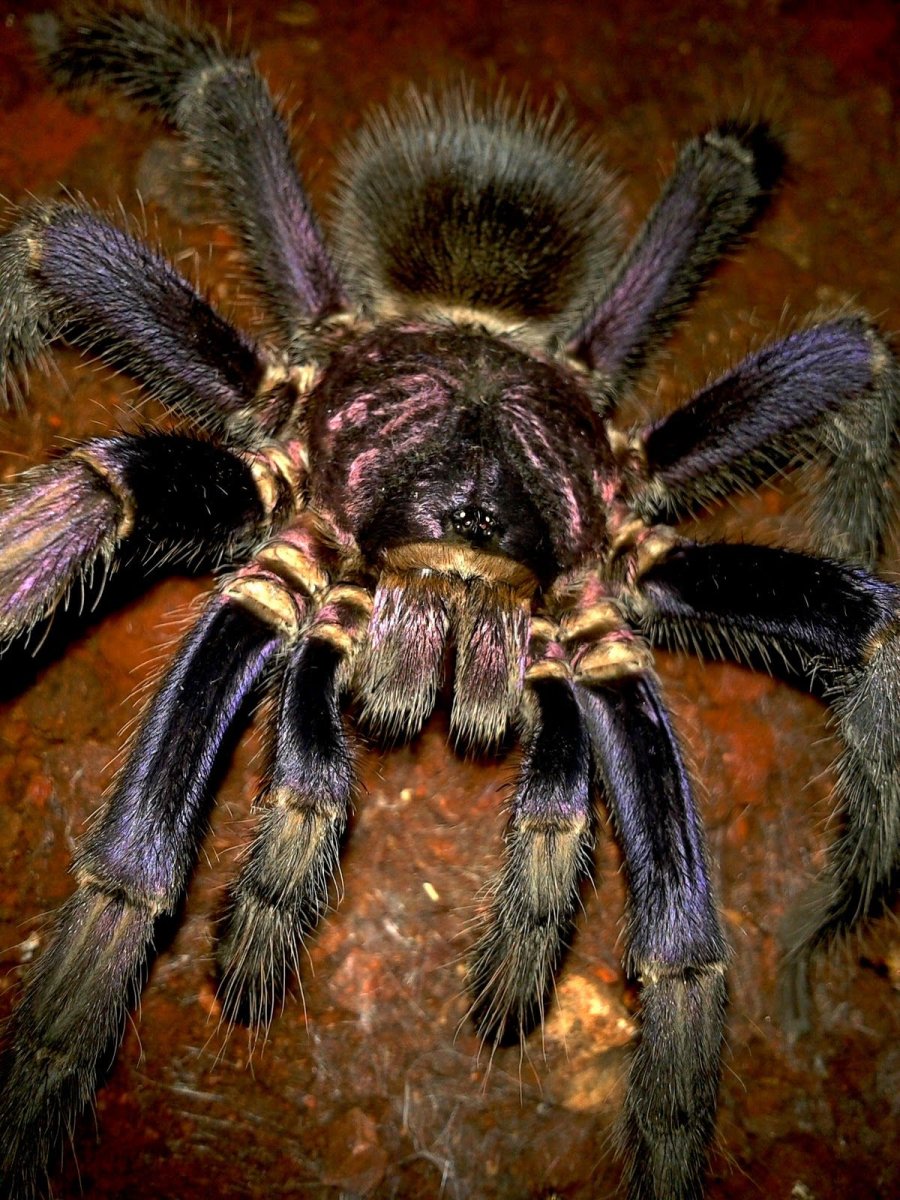 Формиктопус ауратус паук