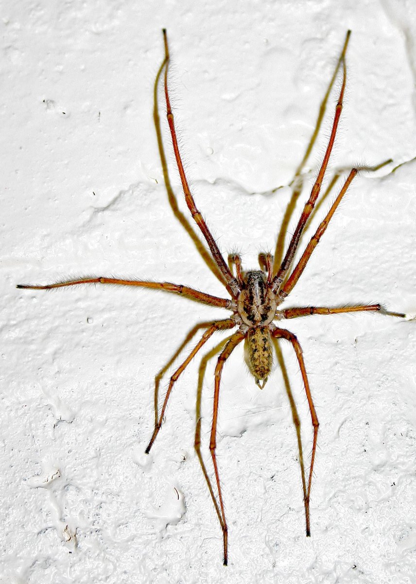 Фрин фаланга