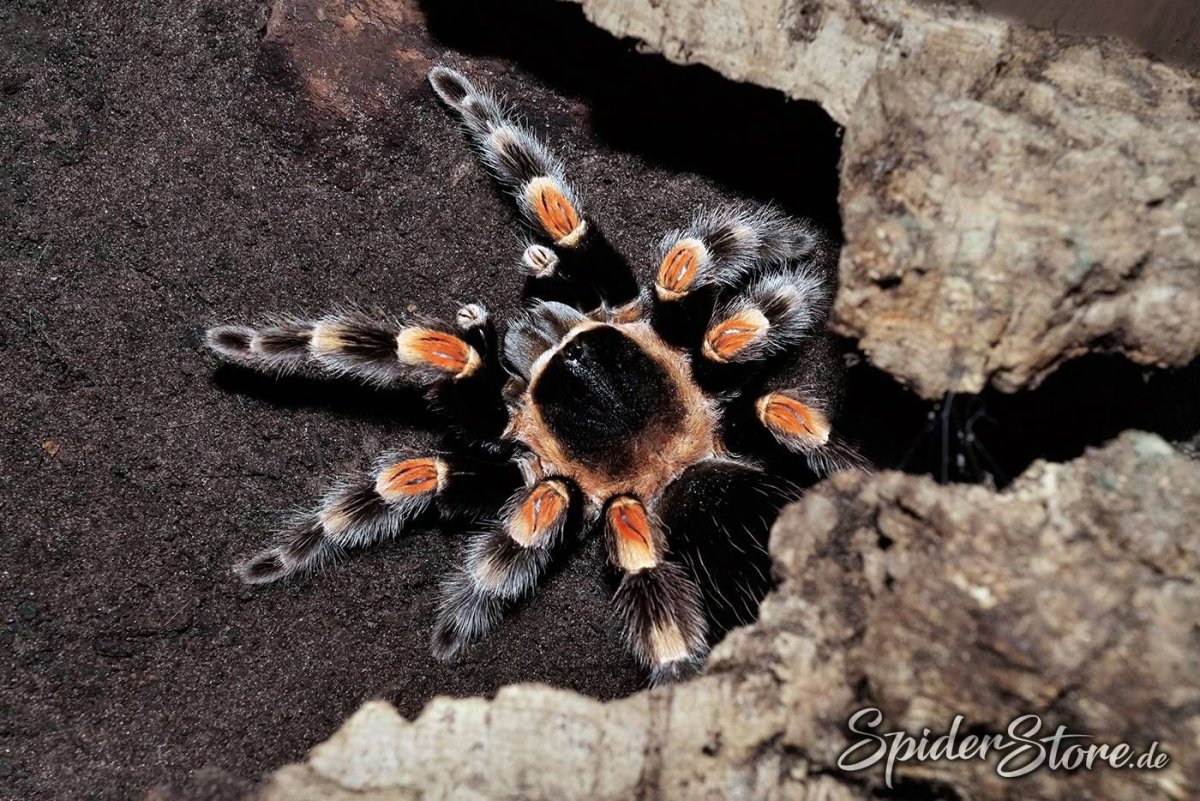 Brachypelma hamorii паук