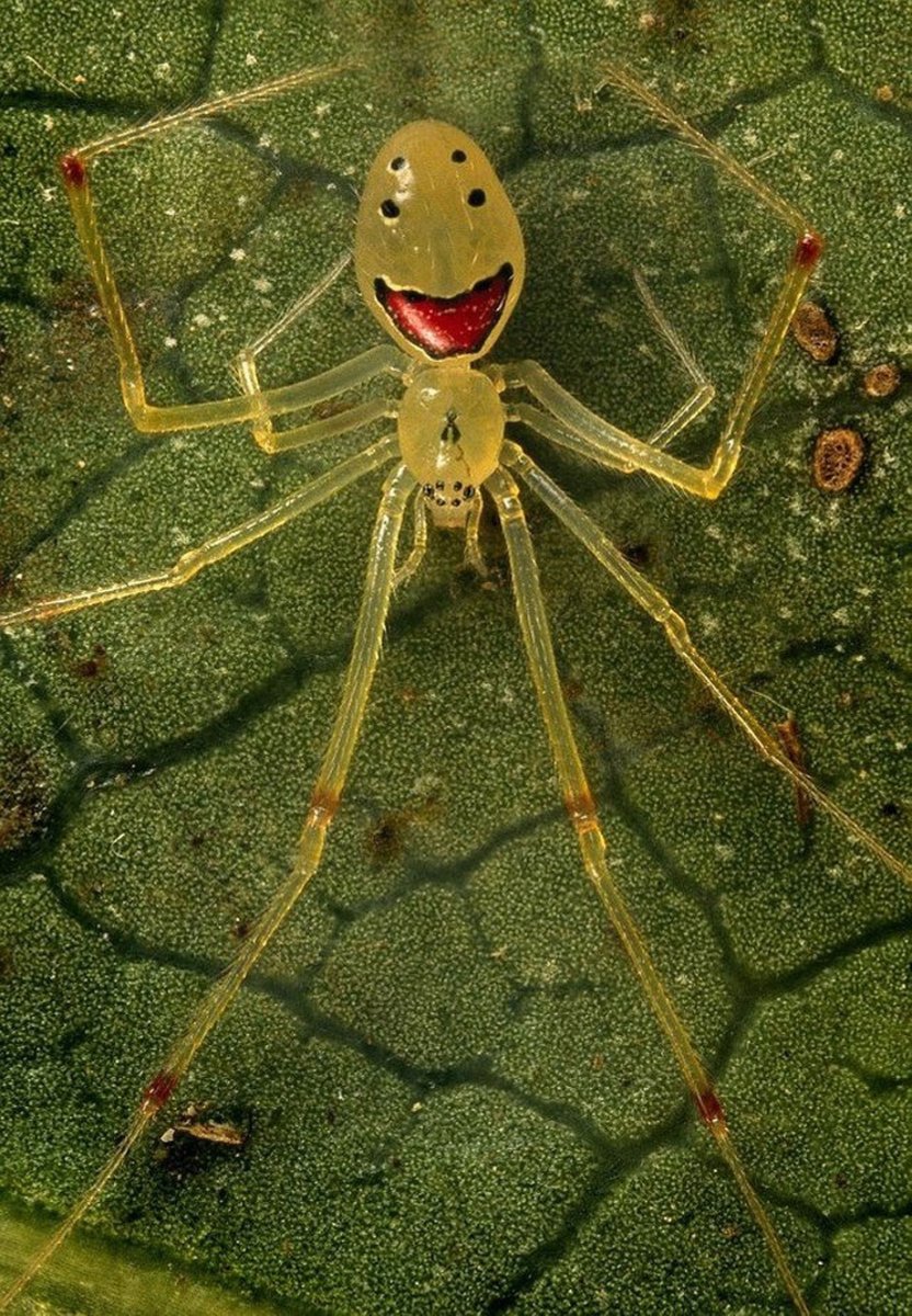 Theridion grallator