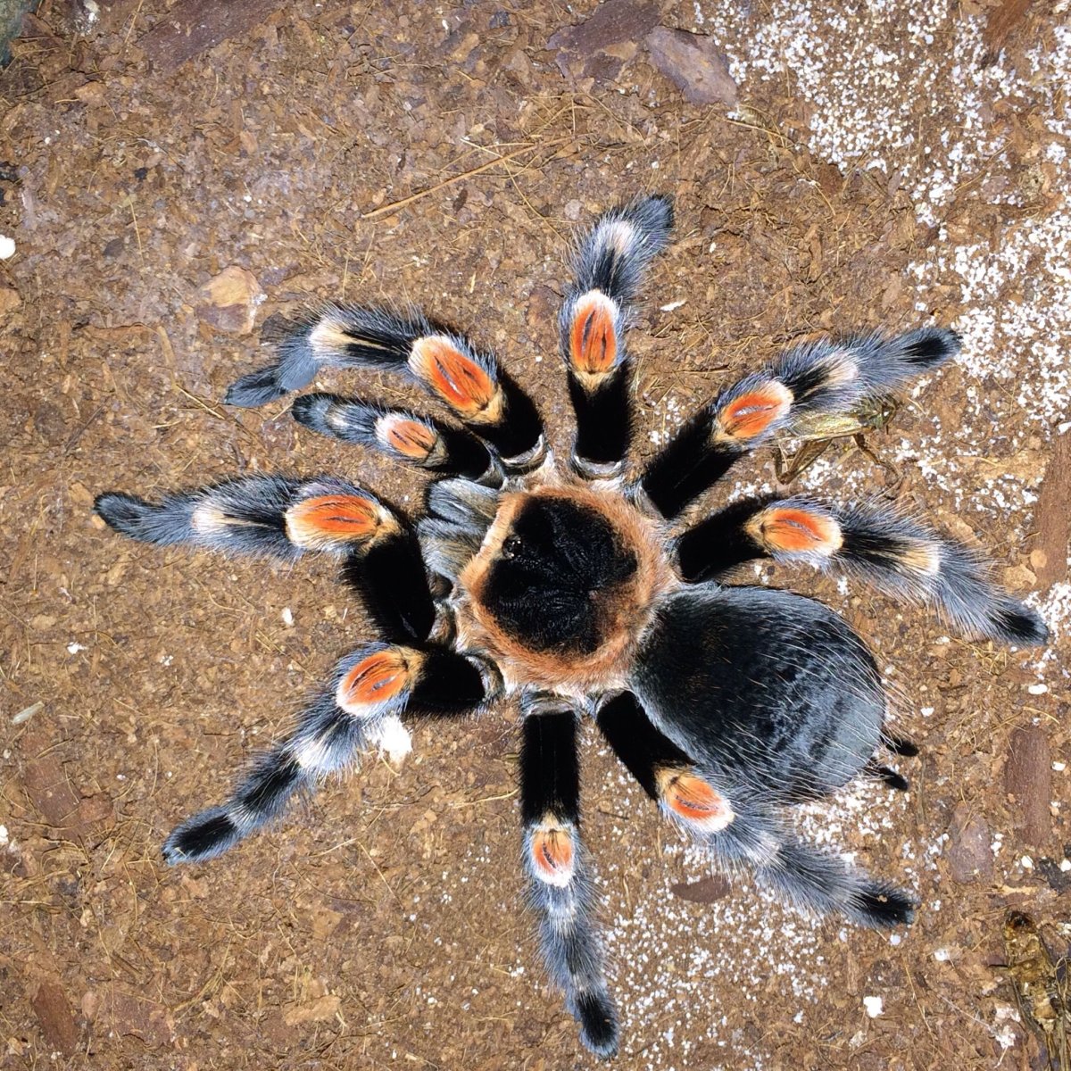 Нимфа паука птицееда