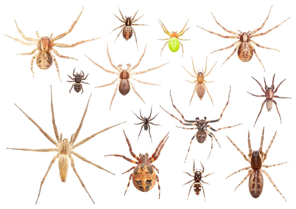 Пауки домашние виды