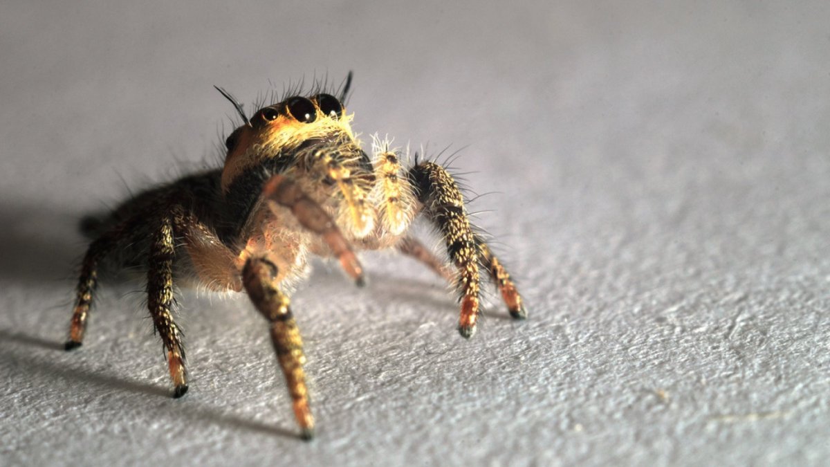 Багира Киплинга паук