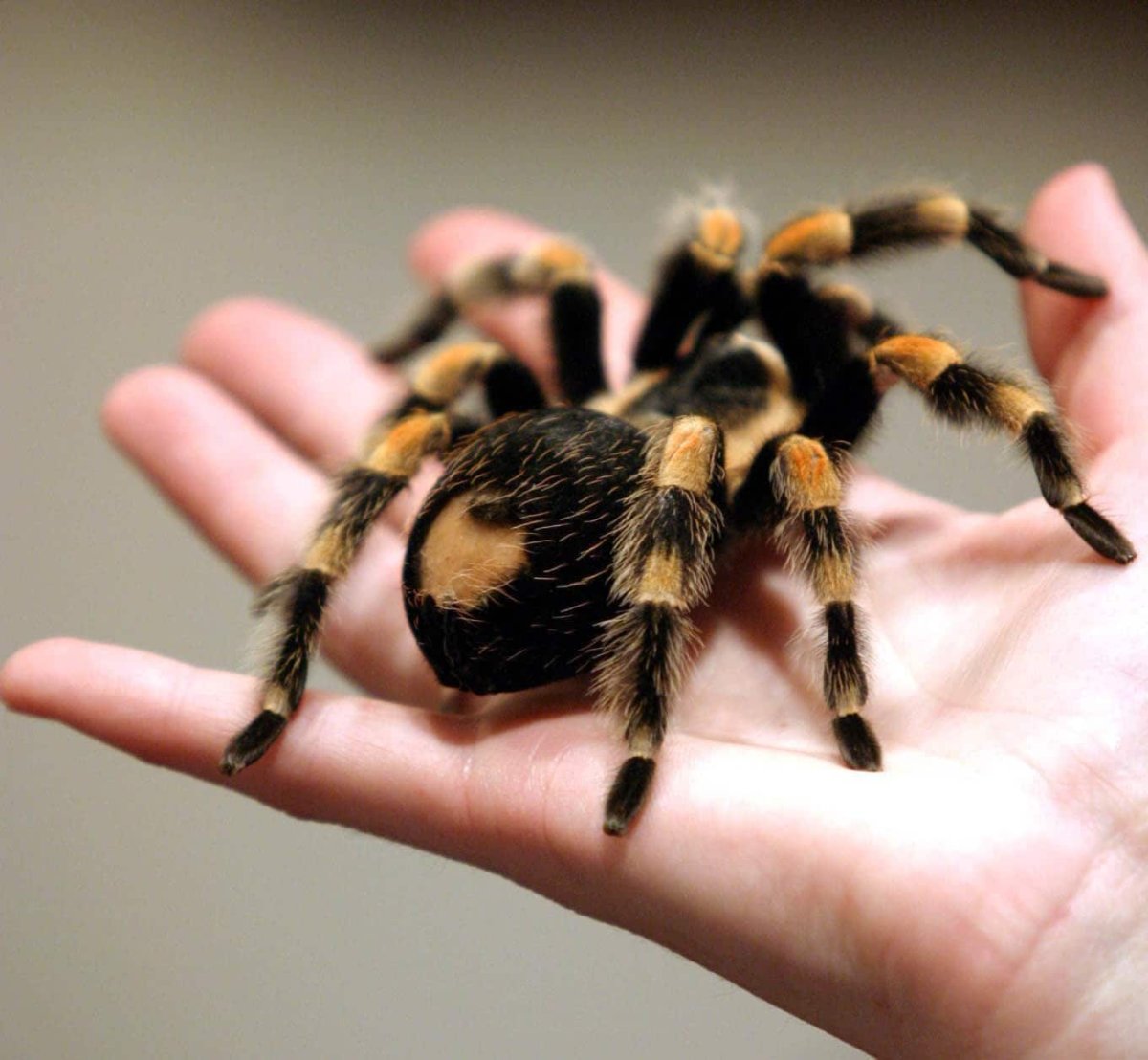 Паук птицеед домашний