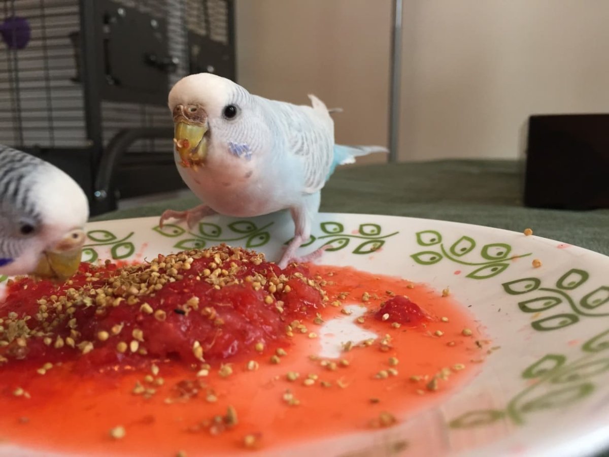 Серо-бирюзовый попугай