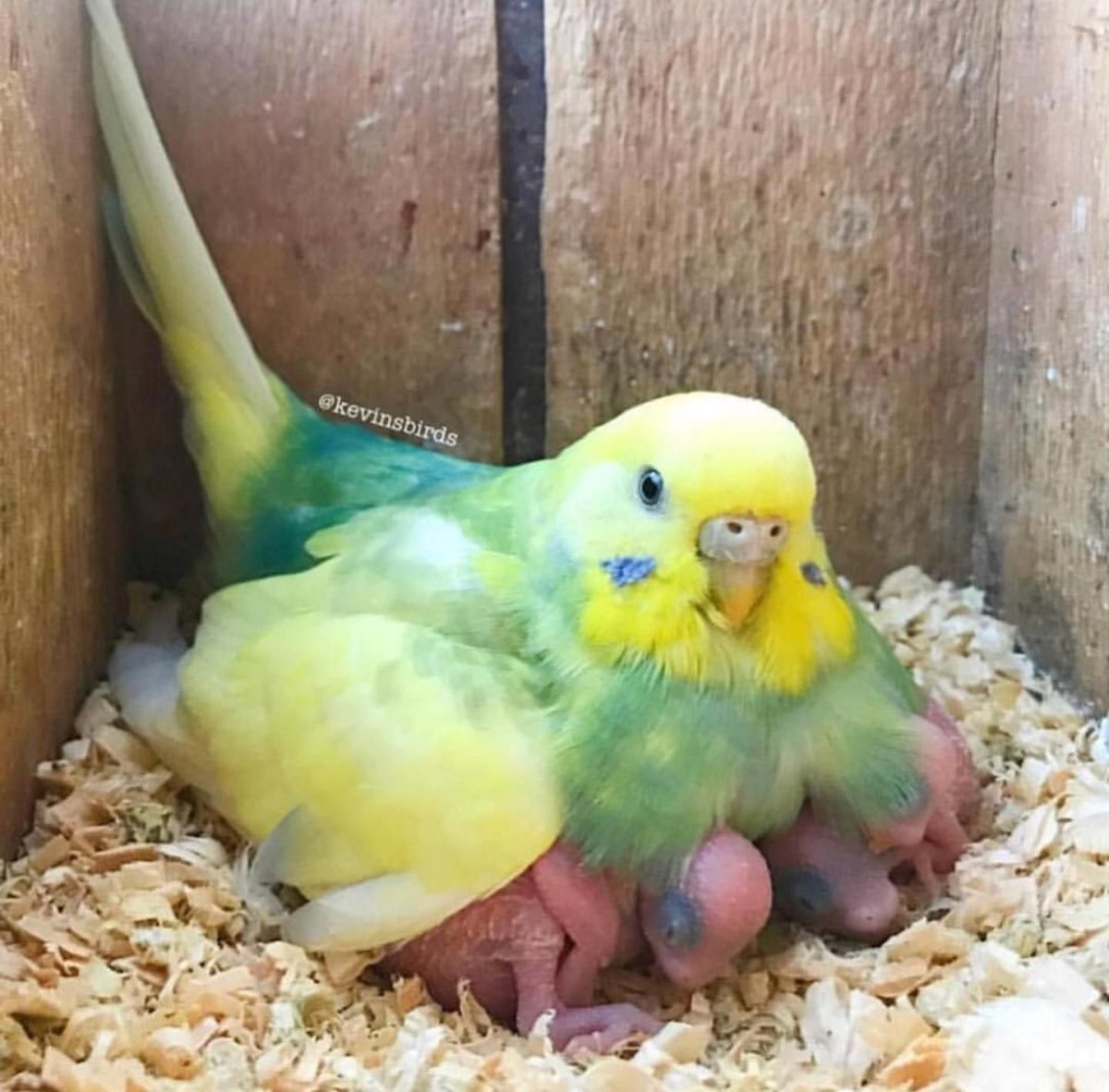 Маленькие волнистики