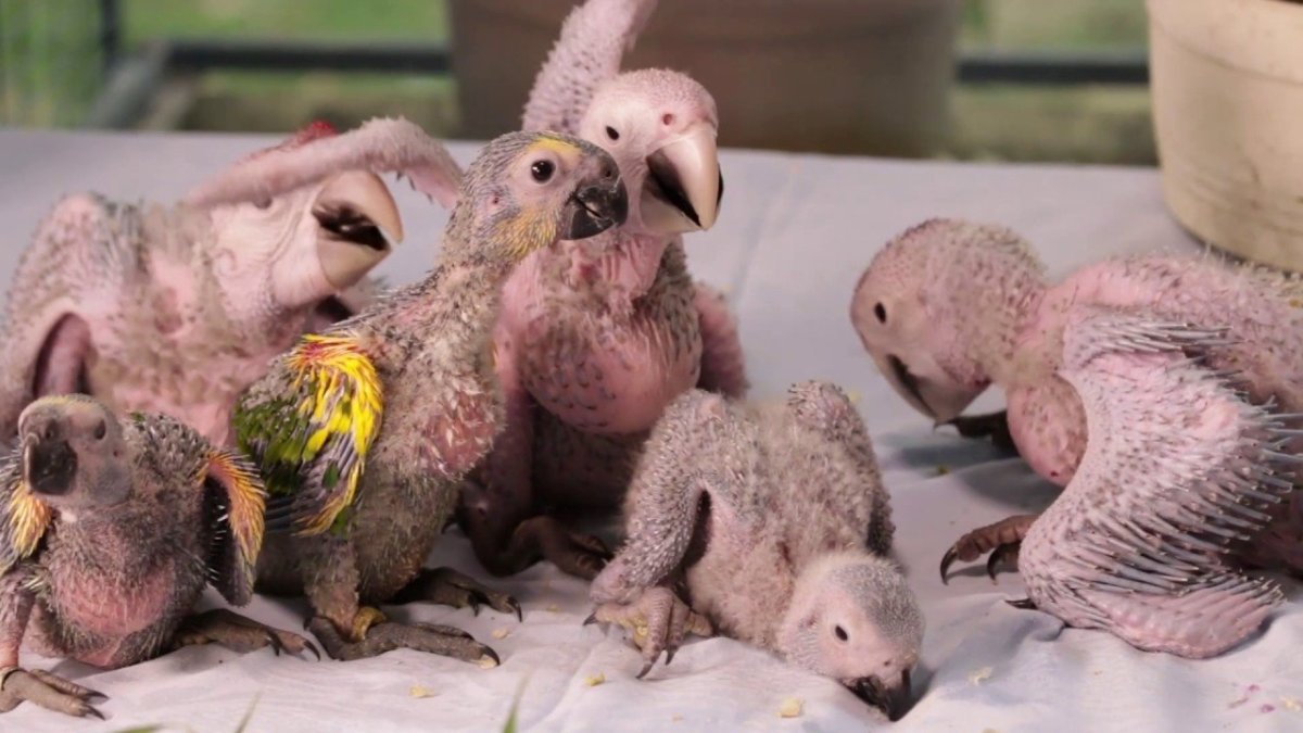 Волнистые попугайчики неразлучники