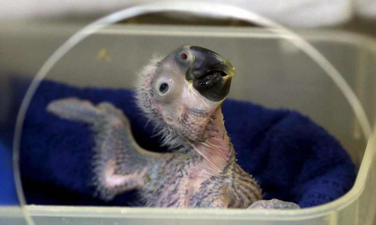 Волнистый попугай пушистый