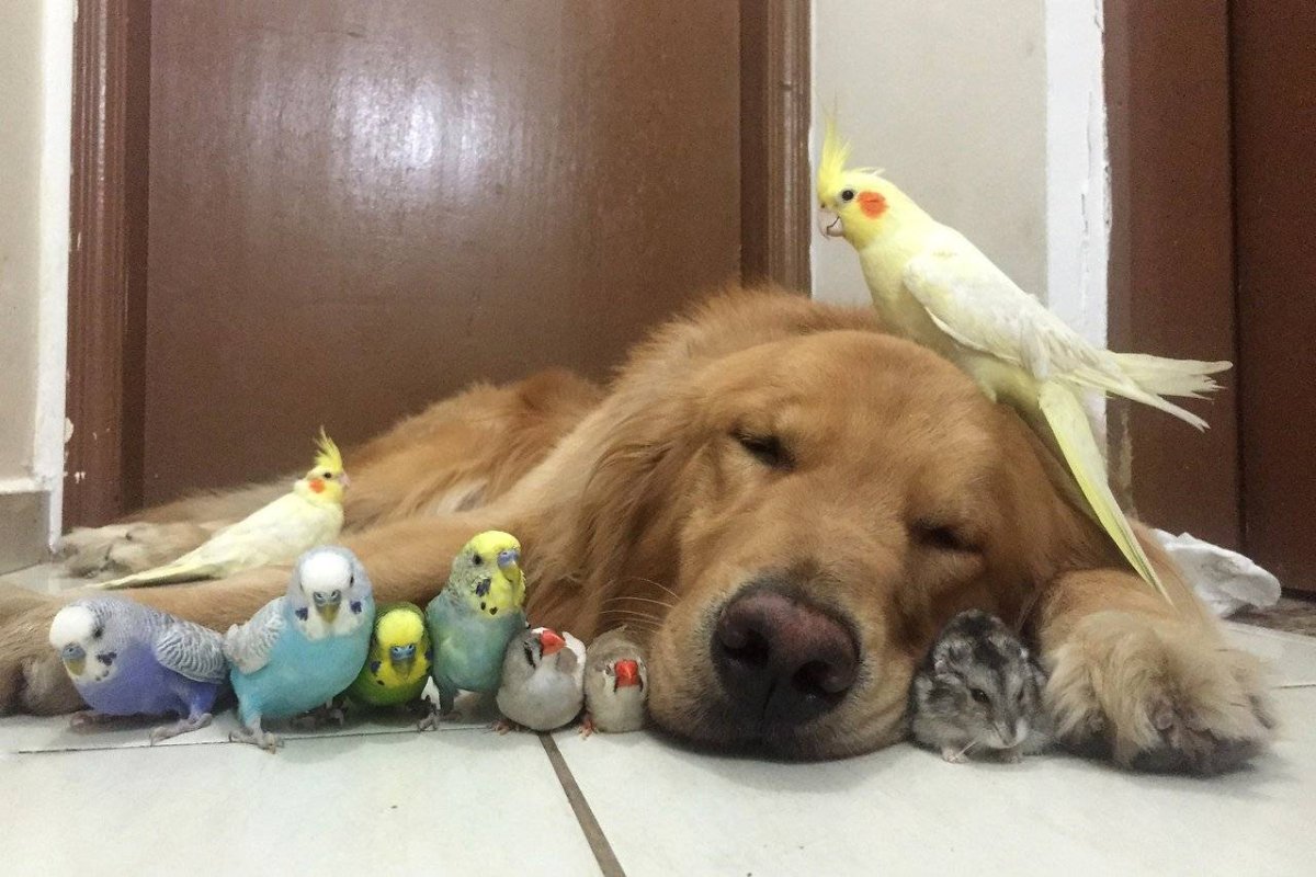 Рождение попугайчиков волнистых