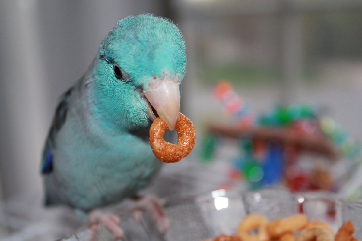 Попугаи неразлучники Какаду