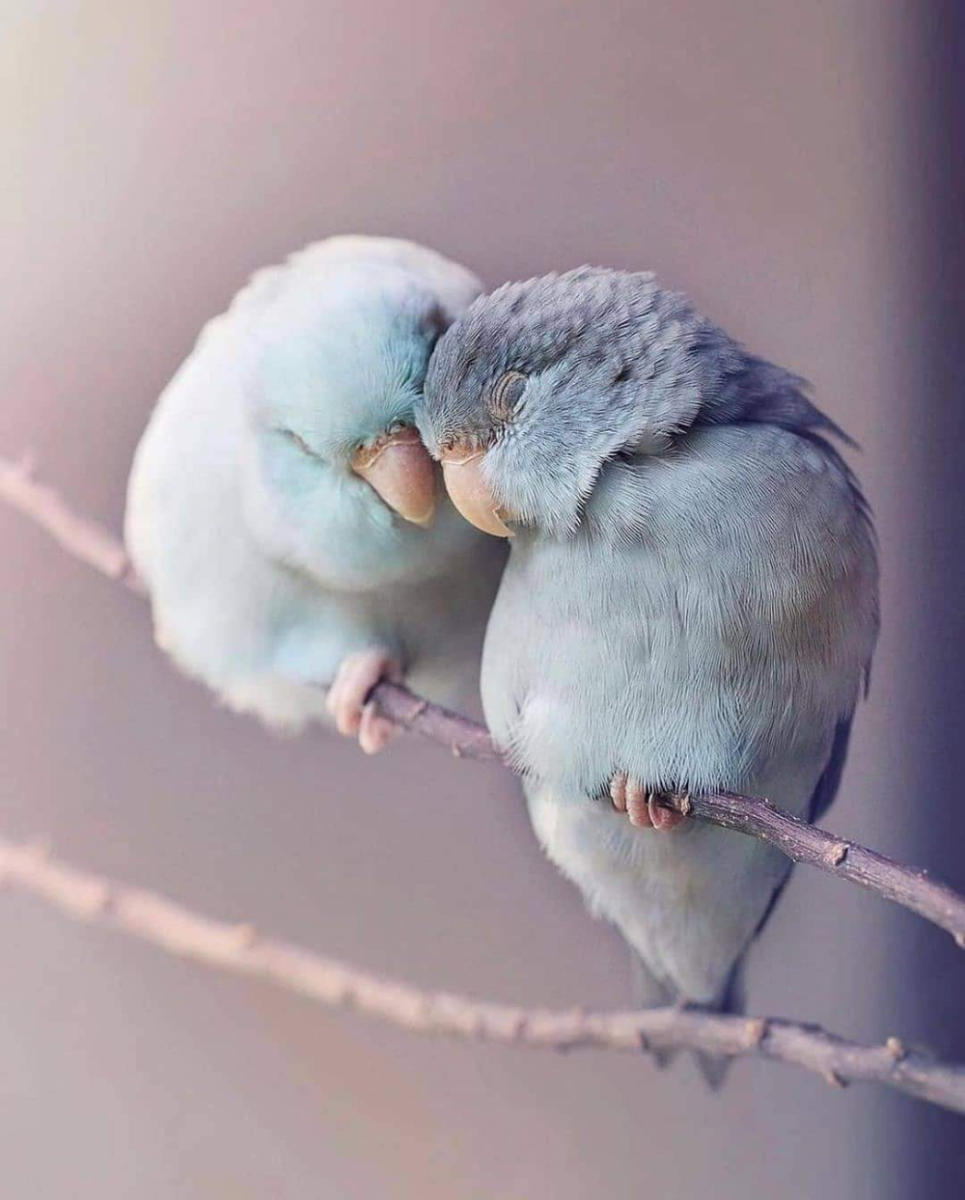 Попугаи и грудной ребенок