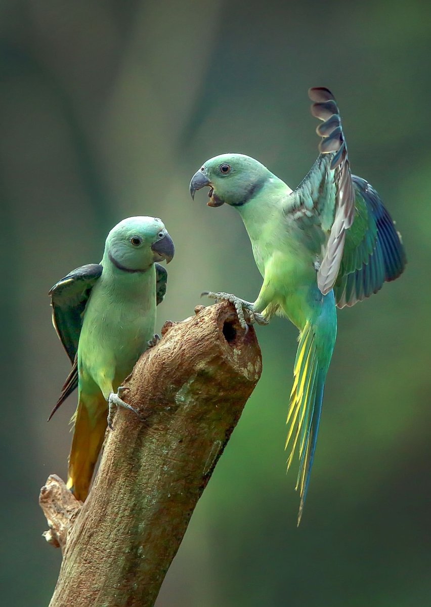 Малабарский попугай