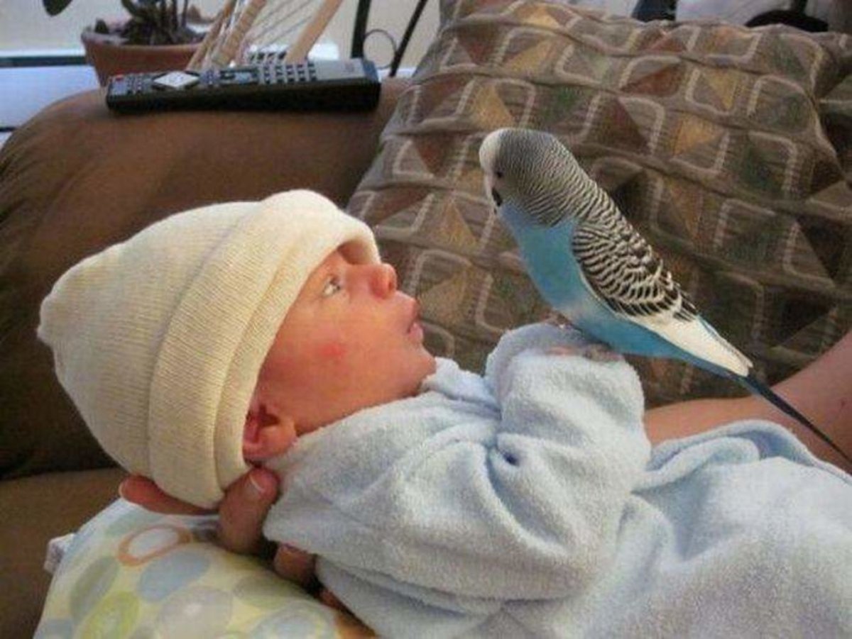 Волнистые попугаи малыши