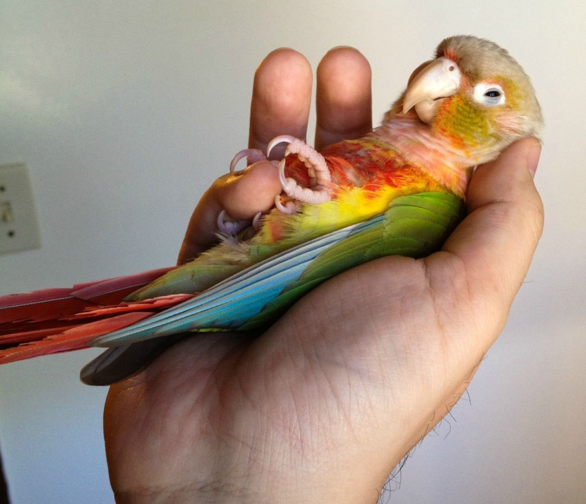 Волнистые попугайчики неразлучники