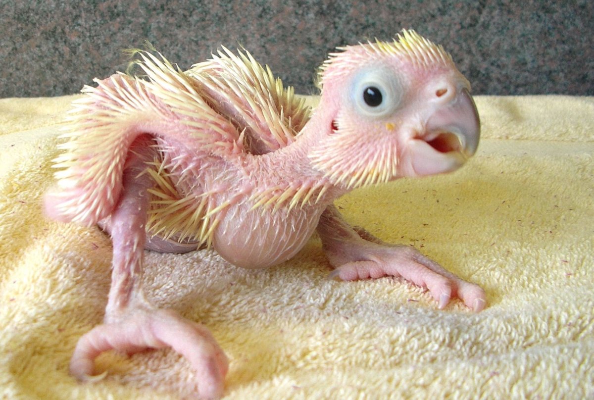 Половые органы попугаев