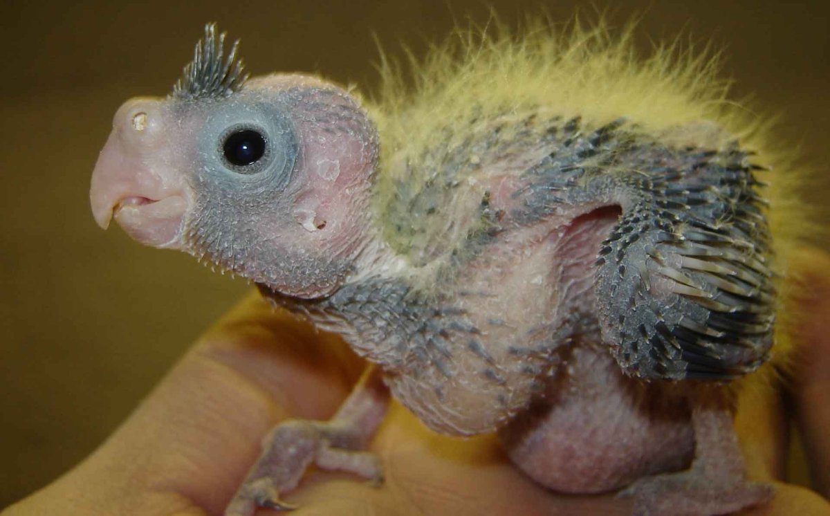 Птенец Какаду