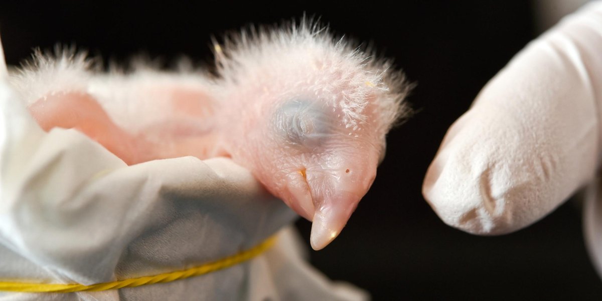 Милый попугайчик