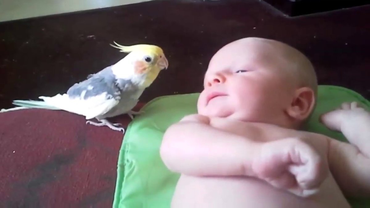 Кот и попугай