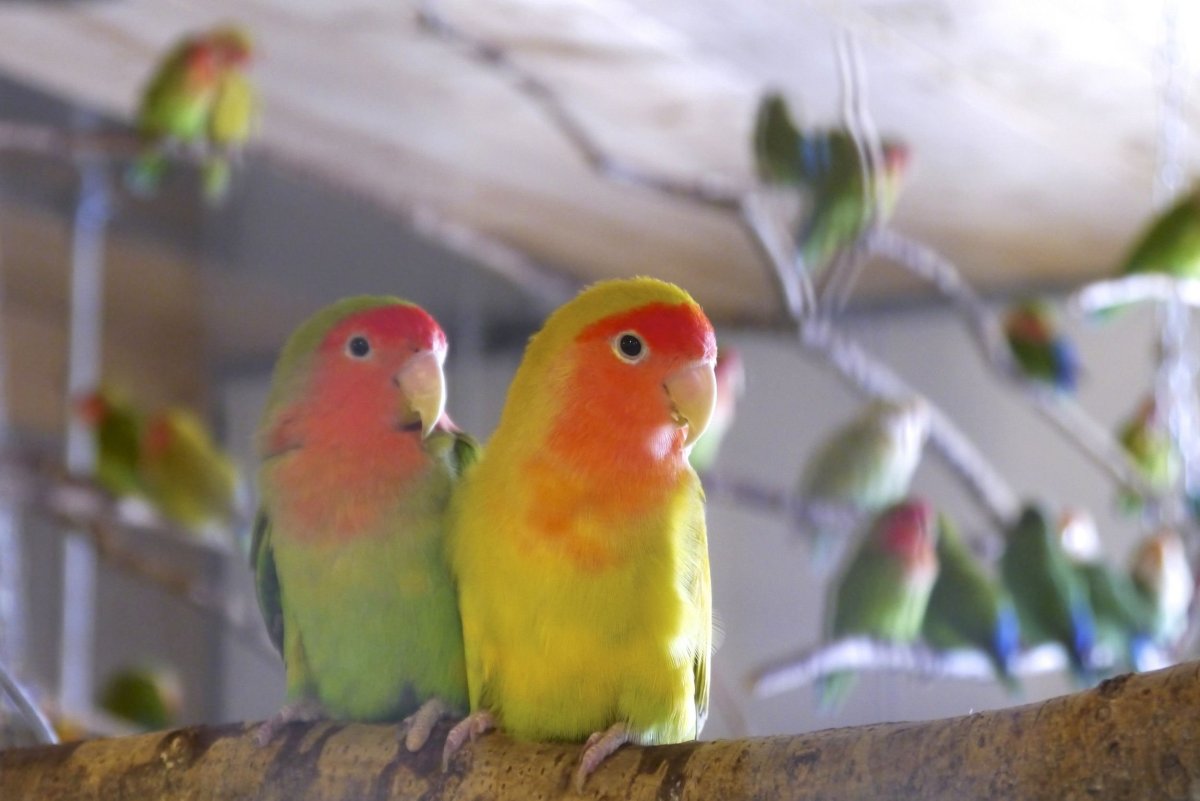 Родившийся попугай