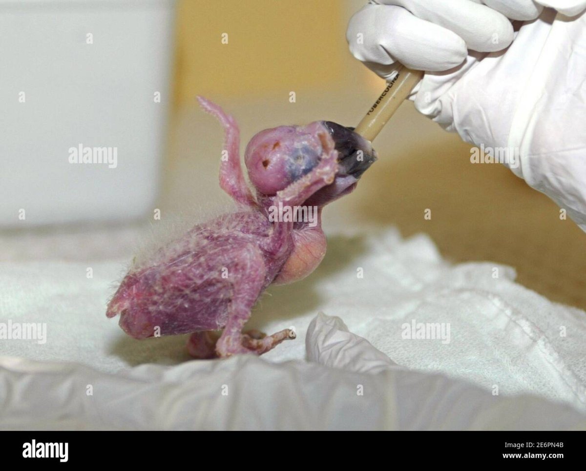 Новорождённые птенцы волнистого попугая