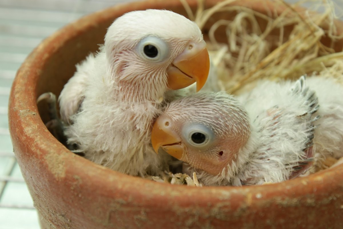 Птенцы Воробьев новорожденных