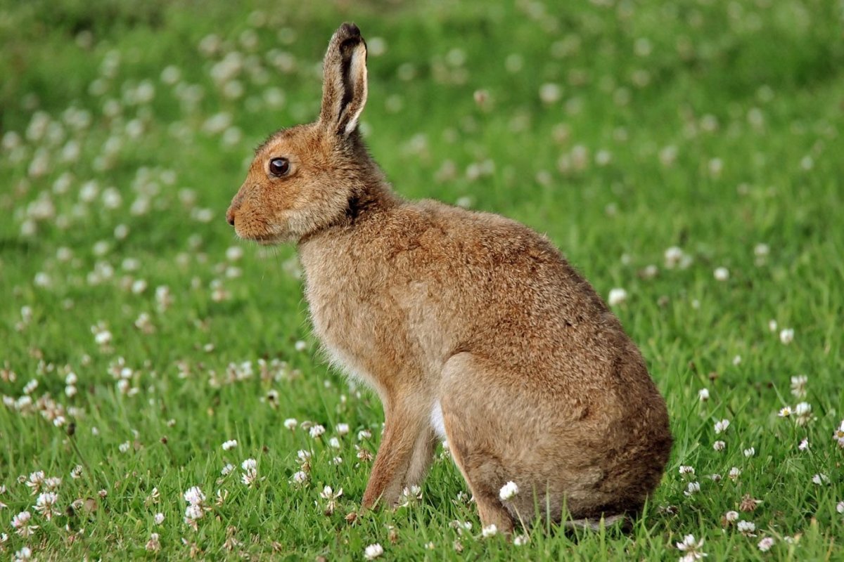 Заяц Беляк летом