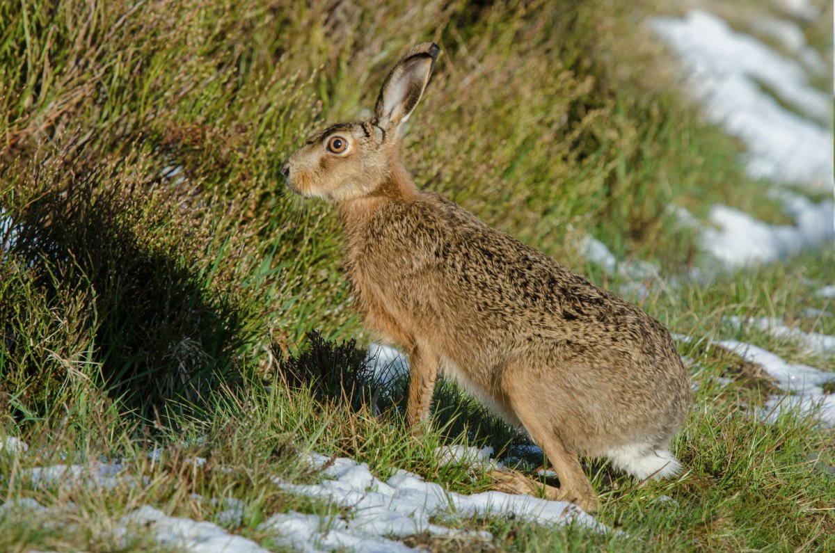 Заяц Русак (Lepus europaeus)