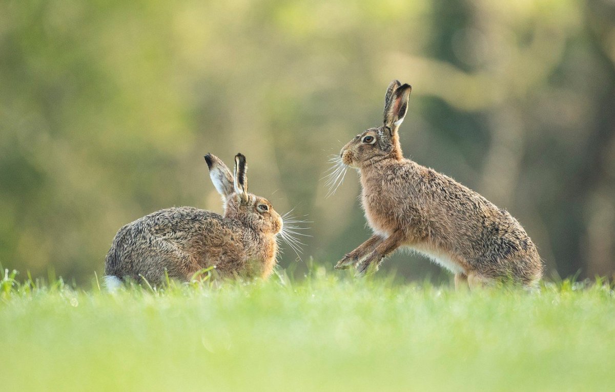 Зайчик Лесной