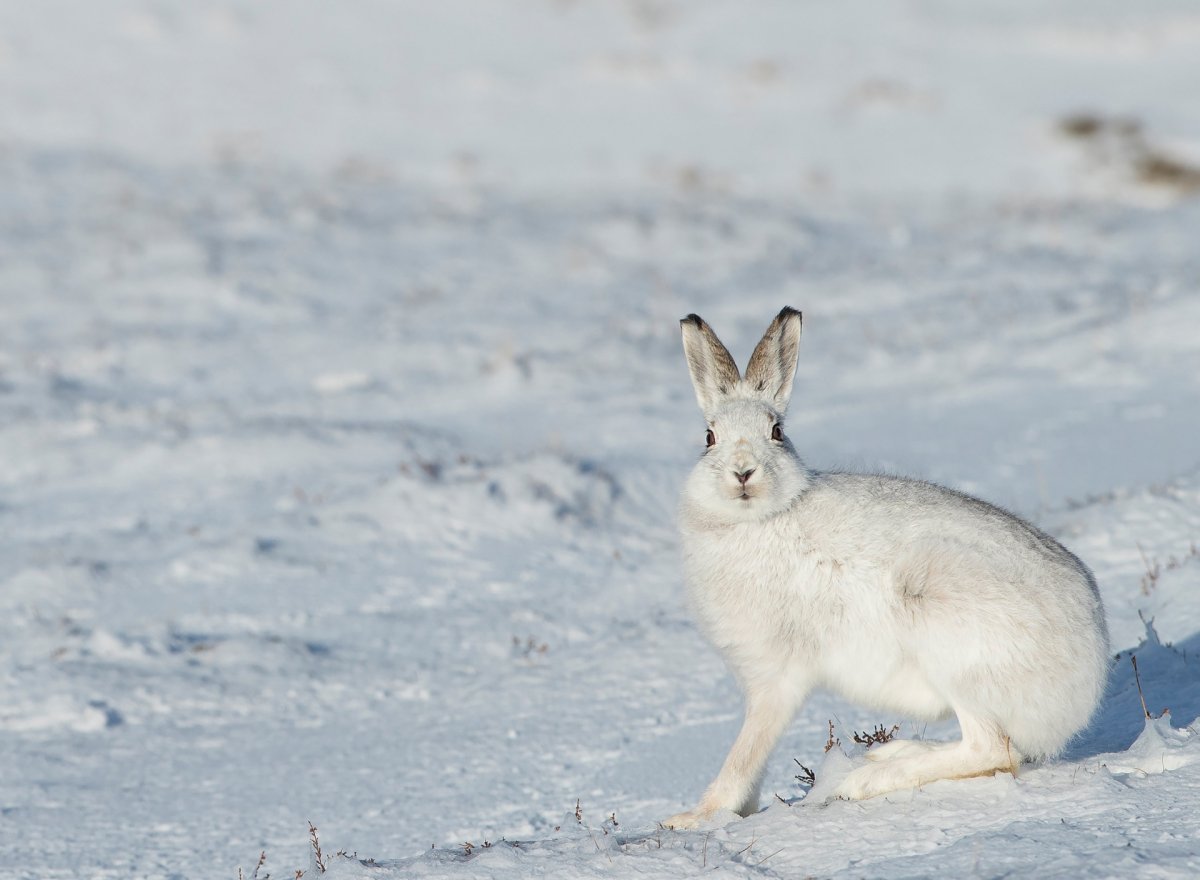 Заяц Русак белый