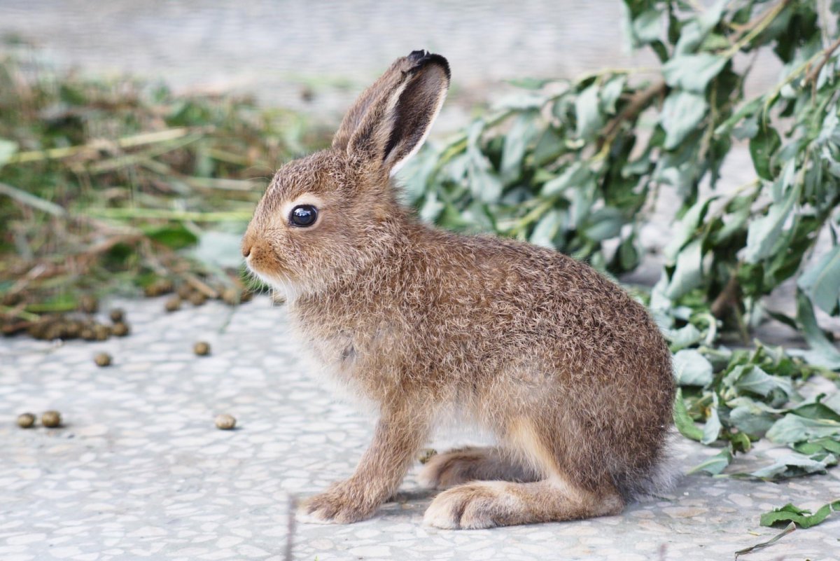 Серый заяц-Русак